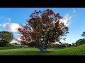 Autumn Foliage 2022 in various locations