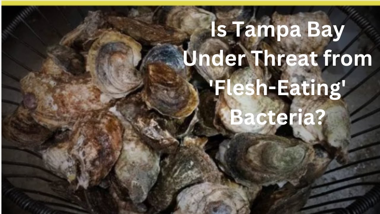 Health Alert Tampa Bay Faces Devastating 'FleshEating' Bacteria 
