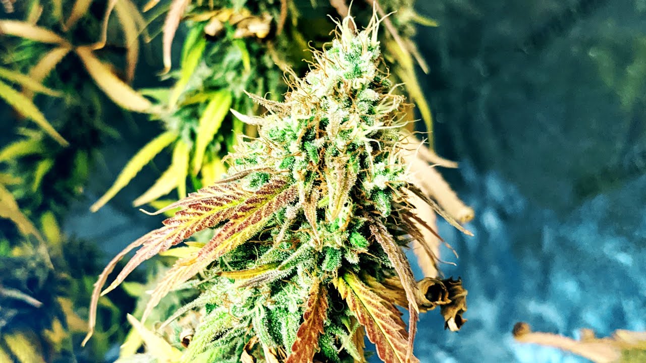 Compact & Discreet Cannabis Grow Setup with Vivosun (Ep. 3 - Flowering Cycle)