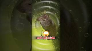 This Soda Could Dissolve a Mouse… What Is It Doing to You?  #curiosidades