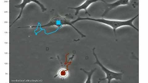 phase contrast cell tracking