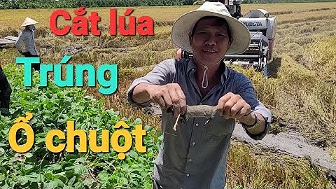 Cảnh cắt lúa miền tây bắt chuột thấy mê |@Thehoangtv