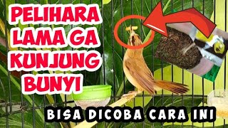 JANGAN SAMPAI KELIRU BEGINI CARA MERAWAT KERAK BASI ALIS HITAM SINCAN AGAR RAJIN BUNYI CEPAT GACOR