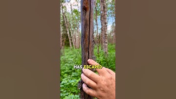 Friction fire