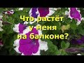 Что растёт у меня на балконе?