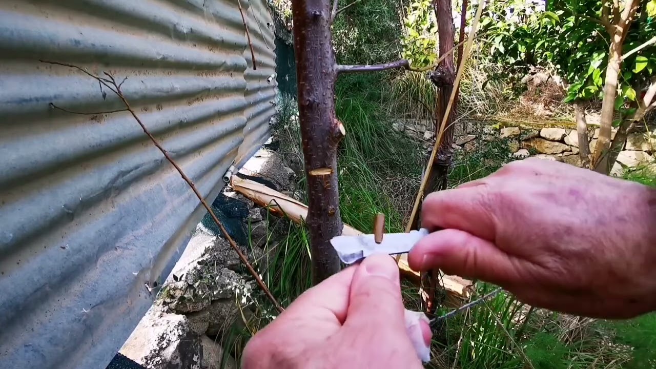 Variante innesto a corona di albicocco su prugno.