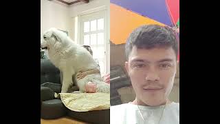 #cutedog palambing daw sya sa amo nya 🥰🥰🥰 #subscribe #duet share video 📸