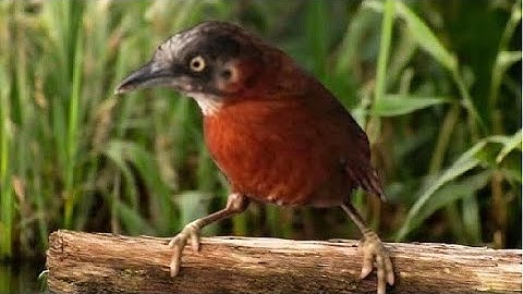 Tepus kepala abu gacor emosional !! BURUNG MASTERAN VIRAL