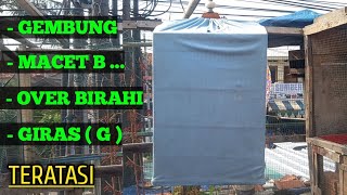 Download Lagu CARA TERBAIK DAN MANFAAT terapi sauna untuk burung CUCAK IJO MP3