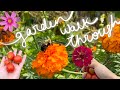 END OF SUMMER GARDEN WALK THROUGH NO MUSIC JUST NATURE ZONE 6B 👩‍🌾🫛🫑🍉🍋☀️