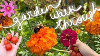 END OF SUMMER GARDEN WALK THROUGH NO MUSIC JUST NATURE ZONE 6B 👩‍🌾🫛🫑🍉🍋☀️