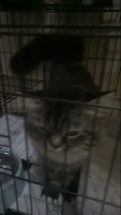 Watch the video about Cuba kucing maine coon mix kucing anggora 😎😎😎 #kucing #mainecoon #anggora #shorts