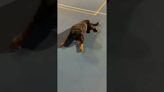 German Rottweiler Chop Timit Tor  has glowing eyes 🦍🐾 #germanrottweiler #rottweiler #timittor