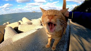 防波堤の茶トラ猫が人懐っこくてカワイイ