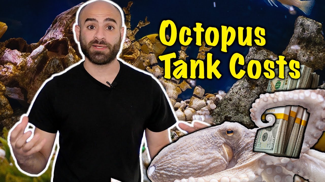 What does an OCTOPUS TANK COST!? YouTube
