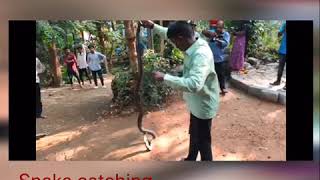 Vava Suresh catching king cobra| king cobra caught| snake hunting| dangerous snake