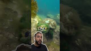 Essa tartaruga tem CABELO verde? 🐢