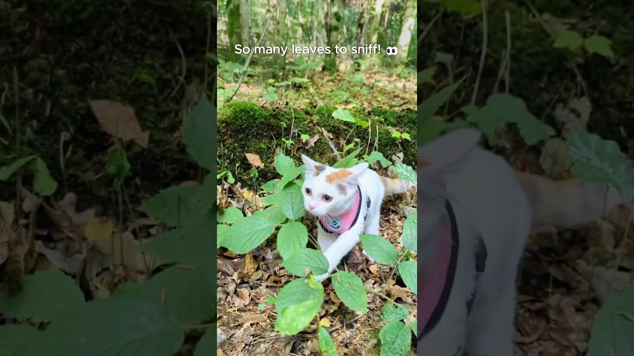 Can This Cat Find the Best Leaf in the Forest?
