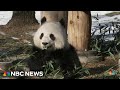 Newest pandas make their public debut at Smithsonian National Zoo
