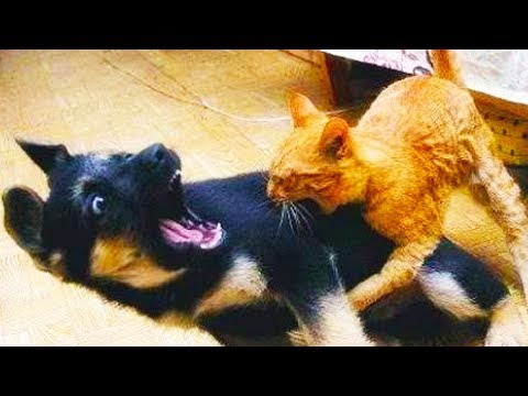 cats-vs-dogs-2017-🐶🐈🐈-cats-annoying-dogs-[funny-pets]