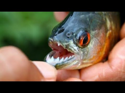 top 10 aggressive aquarium fish