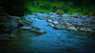 Relaxing Water Sound of a forest river, peaceful mind, calm heart, happy life, for deep sleep