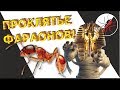 ПРОКЛЯТЬЕ ФАРАОНОВ! Monomorium pharaonis - фараоновы муравьи