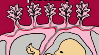 Fetal Development Week 5 (Pregnancy Health Guru)