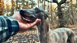 Walk With Us | Sunset Autumn Walk With a Whippet 🍂 by Freddie The Whippet 703 views 5 months ago 44 minutes