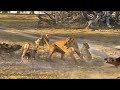 Lioness Takes a Beating by Wild Dogs to Save Her Cub