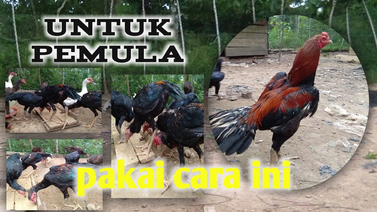 MASIH BINGUNG|| cara memasarkan hasil ternak #masapanen 
