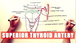 Anatomy Tutorial - Superior Thyroid Artery