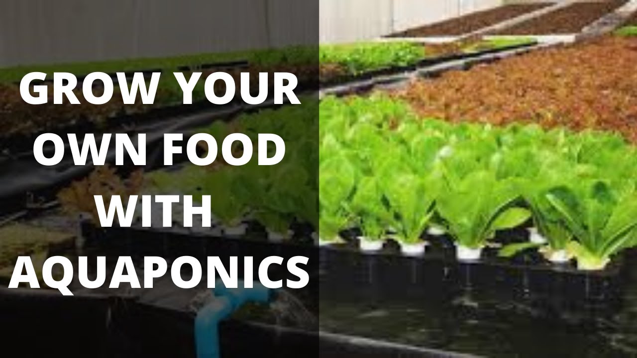 Grow your own food with aquaponics - YouTube