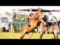 Jineteadas Basto Oriental 7ª Fiesta Criolla en Garzon
