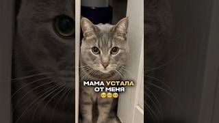 #WW306305 - копируй и вставляй на вб🐾#поведениекота #коррекцияповедения #нейтрализатор