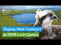 Live osprey nest zoom camera  rspb loch garten