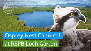 Live Osprey nest (Zoom Camera) | RSPB Loch Garten