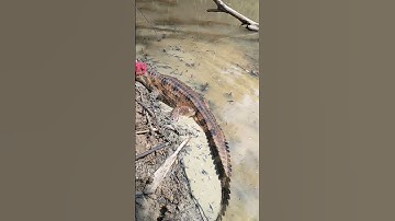Sampai kalang kabut !! niat mancing baung dapat buaya moncong panjang #buaya #subgai