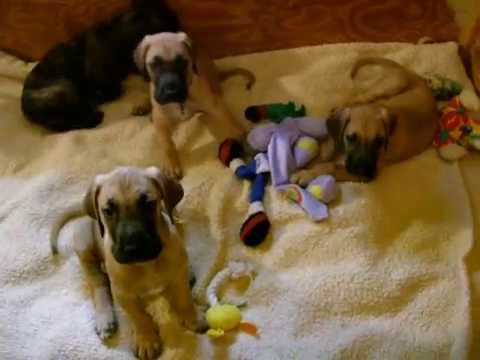 Derby & Joy's Great Dane Puppy Video 7 weeks 1 day