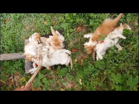 Innocent Kittens were Killed by a Bad Guy
