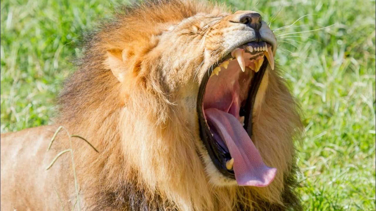 Лев рычит. Рык львицы. Panthera leo. Пасть львицы. Лев с открытой пастью.