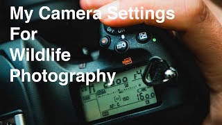 Wildlife Photography Nikon Camera Settings