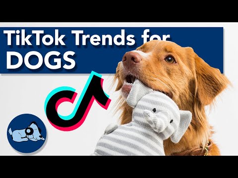 TikTok Trends to Do with Your Dog! - YouTube