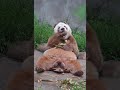 あー、歯に詰まっちゃった!