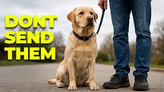 Is Board And Train Worth The Money For Your Dog?