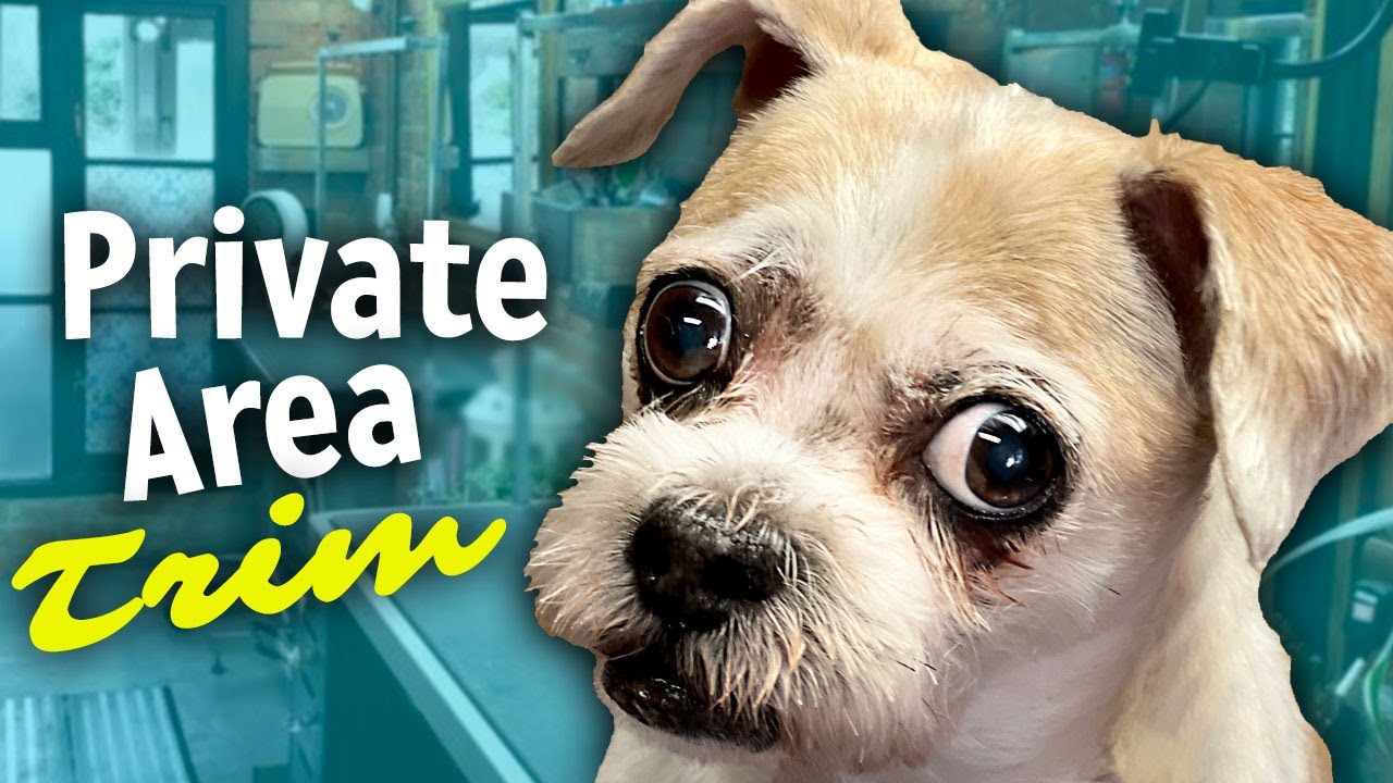Blikkenslager Interessant Litterær kunst Learn the Right Way to Trim your Dogs SANITARY Area - YouTube