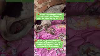 Please don’t give up on Aisha. Donate any amount via the links in our bio. 🐾❤️