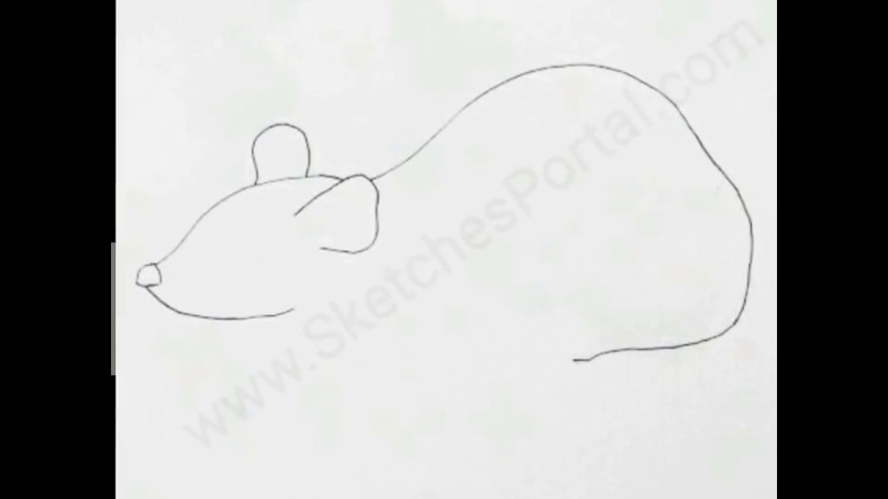 How to Draw a Rat In 10 steps - YouTube