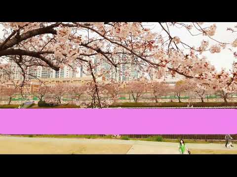 봄날,벚꽃 그리고 너(에피톤 프로젝트)  Healing Manrina(Mandolin/Ocarina Collabo)