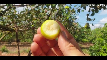 Táo Bắc Giang Đang Chín Rộ l Núi Đồi Lục Ngạn